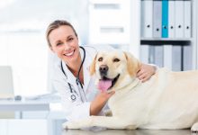 veterinary care