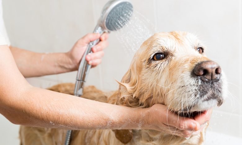 how often should you bathe your dog