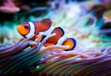 clownfish
