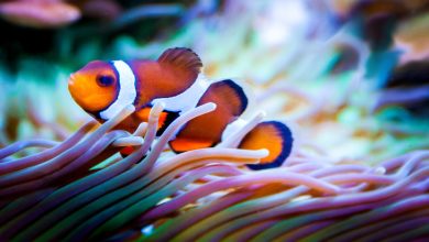 clownfish